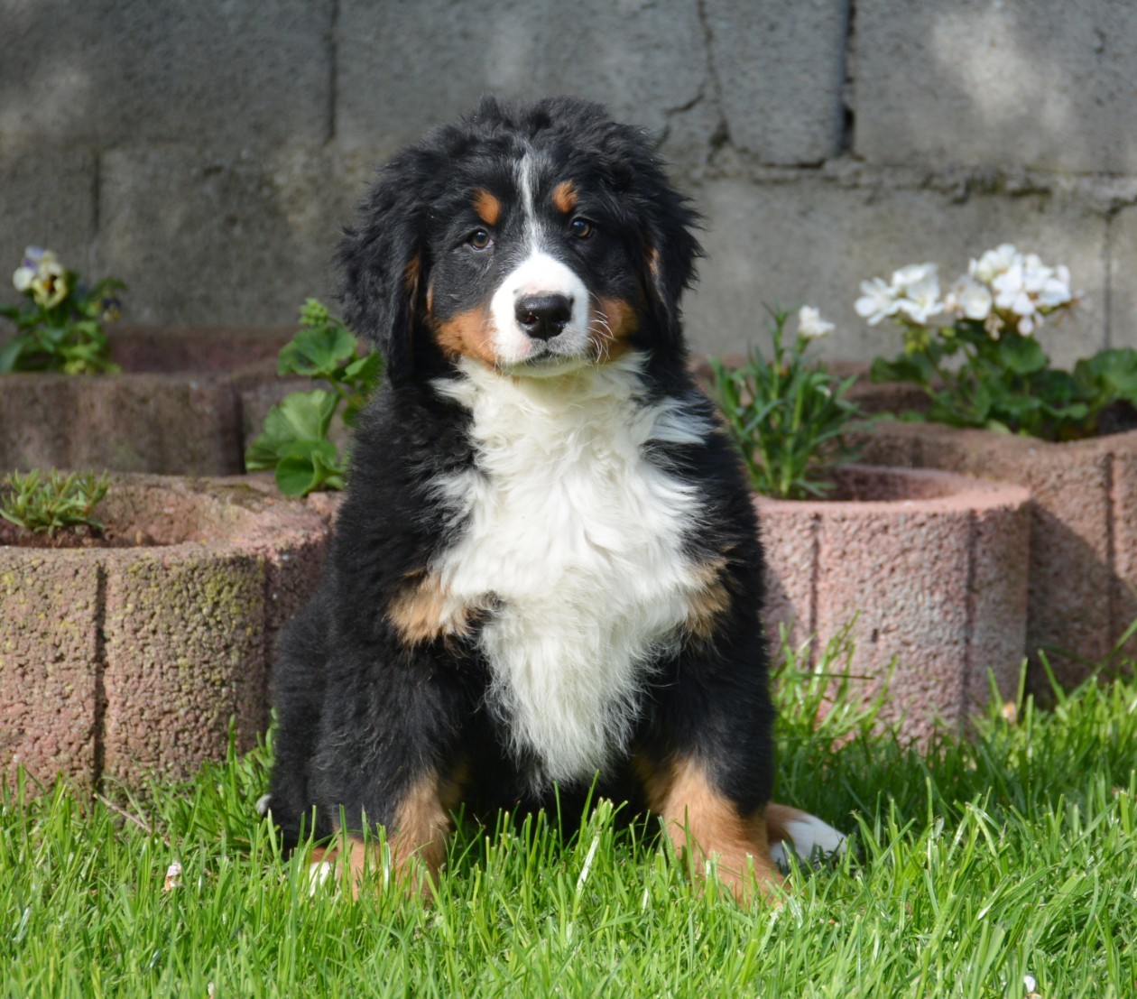 The Bernese Mountain Dog History, care, personality and more
