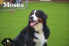 Moses_Sep18_9761