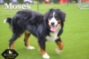 Moses_Sep18_9765