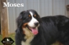 Moses_Sep18_9772