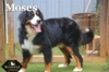 Moses_Sep18_9776