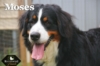 Moses_Sep18_9801