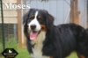Moses_Sep18_9804