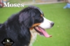 Moses_Sep18_9825