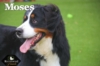 Moses_Sep18_9827