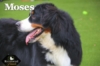 Moses_Sep18_9830