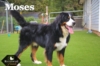 Moses_Sep18_9835